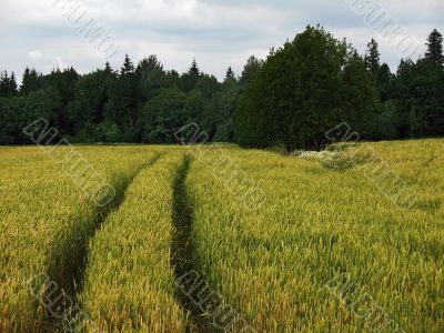 cereal field and tractor road cereal field and tractor road