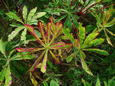 edging sheets - red and green