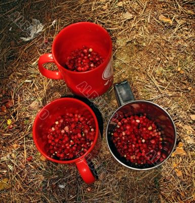 mugs with berry, illuminate sun rays