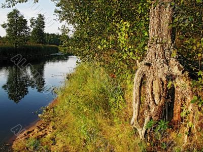 evening forest river illuminate sunset rays