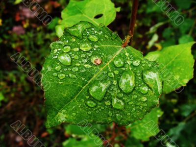 rain drops on green sheet rain drops on green sheet