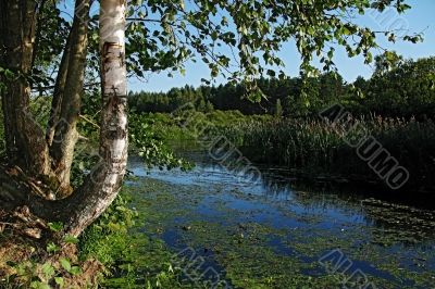 coast forest river, summer morning