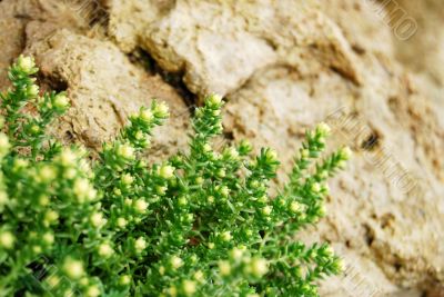 Moss on stones