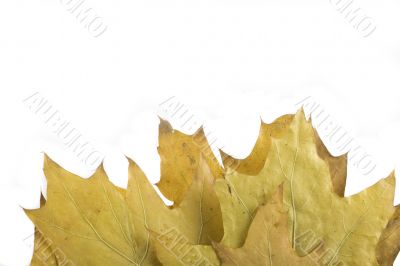 autumn leaf