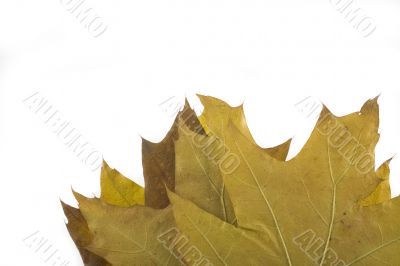 autumn leaf