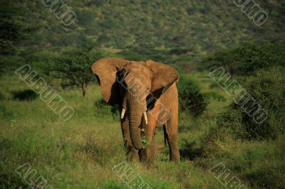 Elephant with ears flapping