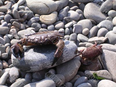 Crabs on the shore