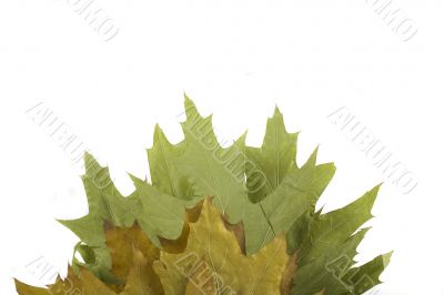 autumn leaf