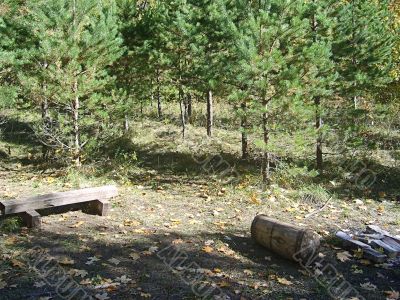 Hemp on the autumn wood glade surrounded by green pines