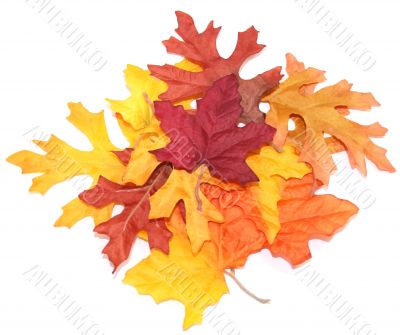 Pile of Autumn Leaves Over White