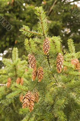 Fir Limb