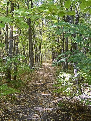 Beech Forest