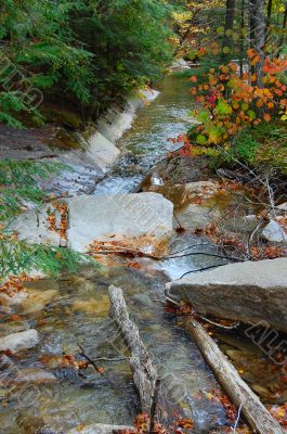 new england forest in autumn