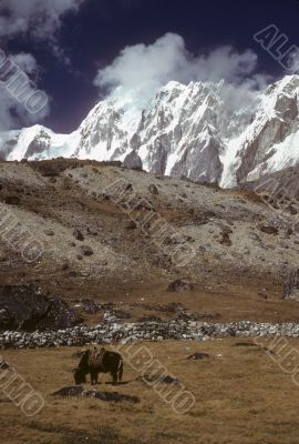 Yak grazing below	Chyungma Pass