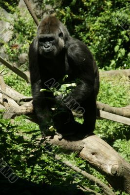 Silverback gorilla Silverback gorilla