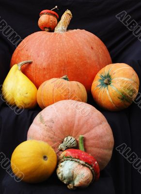 Autumn pumpkin composition