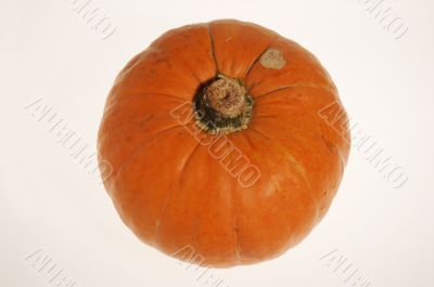 Pumpkin Pumpkin
