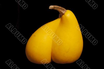 Pumpkin Pumpkin