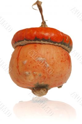 Pumpkin Pumpkin
