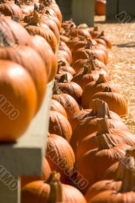 Pumpkins