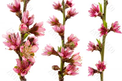 Peach Blossoms