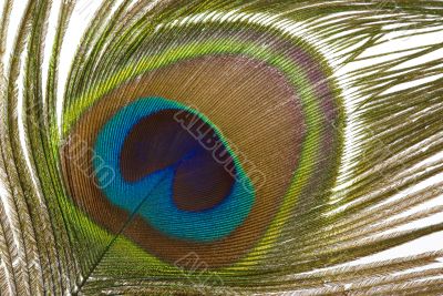 Peacock Feather