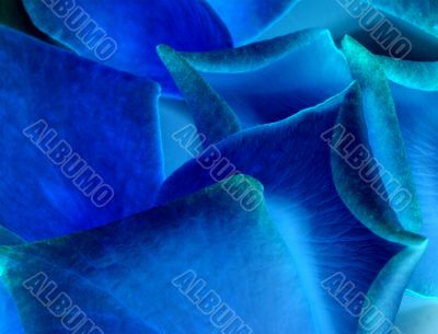 Petals of blue rose