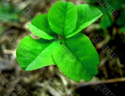 Green five-leaves clover