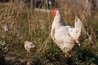 hen with chicken