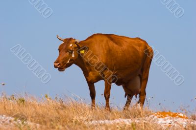 cow