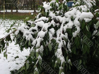 The green bush under snow