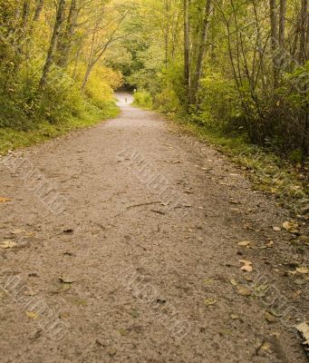 Road Through the Woods