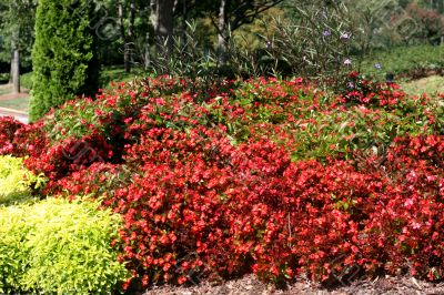 Suburban Planting