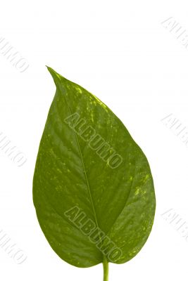 Leaf