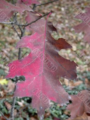 Single Autumn Oak Leaf