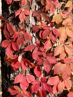 Red Woodbine Red Woodbine
