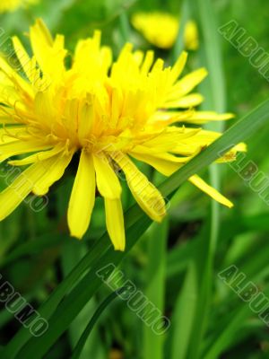 Yellow dandelion