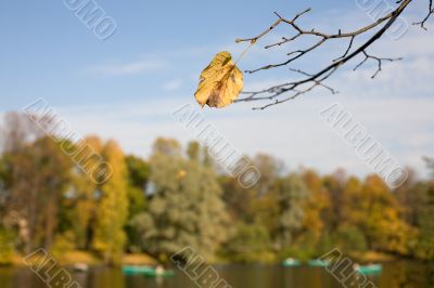 Lonely leaf