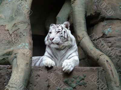 White tiger