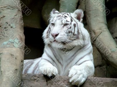 White tiger