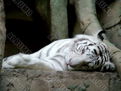 White tiger