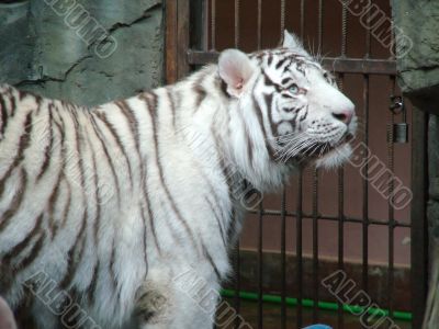 White tiger