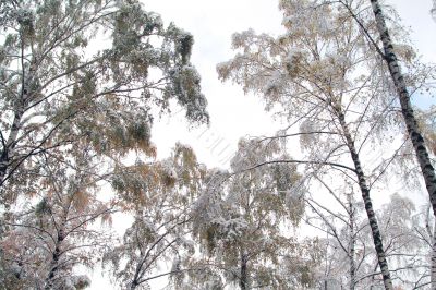 Snow-covered crowns