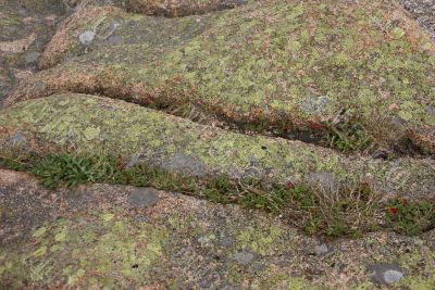 Lichen &amp; moss on pink granite