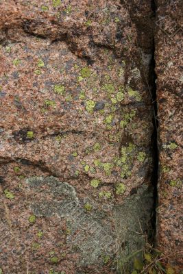 Lichen &amp; moss on pink granite