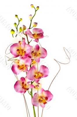Orchids