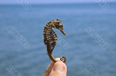 Sea Horse