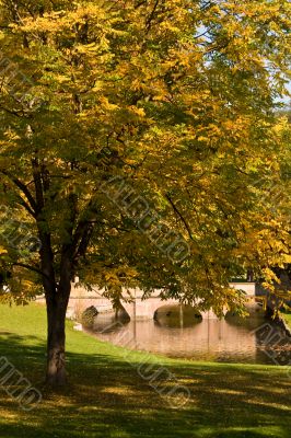 Maple Tree in October