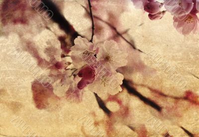 old-fashioned flower