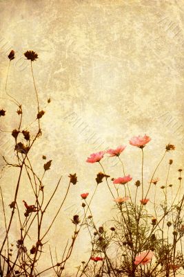 old-fashioned flower